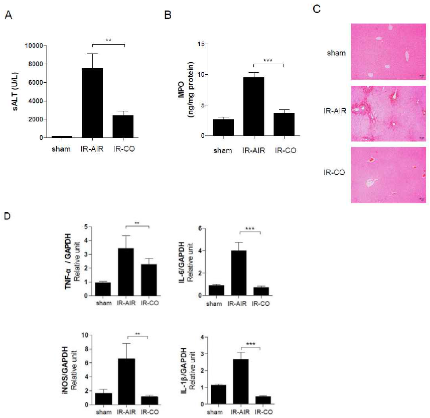 Carbon monoxide protects liver ischemia/reperfusion injury in mice. Mice were sham-operated or subjected to 60 minutes liver warm ischemia followed by 6 hour reperfusion. Mice were treated with air or CO gas (250 ppm) inhalation. (A) sALT levels (U/L) were measured in blood samples retrieved after IRI. (B) Liver neutrophil accumulation, assessed by MPO level. (C) H&E staining of liver samples from air- and CO-inhaled mice after IR and Sham mice. (D) Quantitative RT-PCR-assisted detection of TNF-α, IL-6, iNOS, and IL-1β gene expression at 6 hours in liver tissue. Data were normalized to GAPDH gene expression. SEM. (N=4-6/group), **P<0.01,***P<0.001