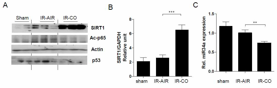 Carbon monoxide induces SIRT1 expression after hepatic ischemia/reperfusion (I/R). Liver samples were harvested at 6 hours after liver IRI. (A) Western blot analysis of SIRT1, acetylated-p65, and p53. β-actin was used as an internal control. (B) SIRT1 mRNA expression, as detected by quantitative RT-PCR in liver tissue. Data were normalized to GAPDH mRNA levels. (C) qRT-PCR analysis of miR34a expression in liver tissue. Data were normalized to RNU6B. Data shown represent the mean ± SEM. (N=4-6/group), ***P<0.001,**P<0.01