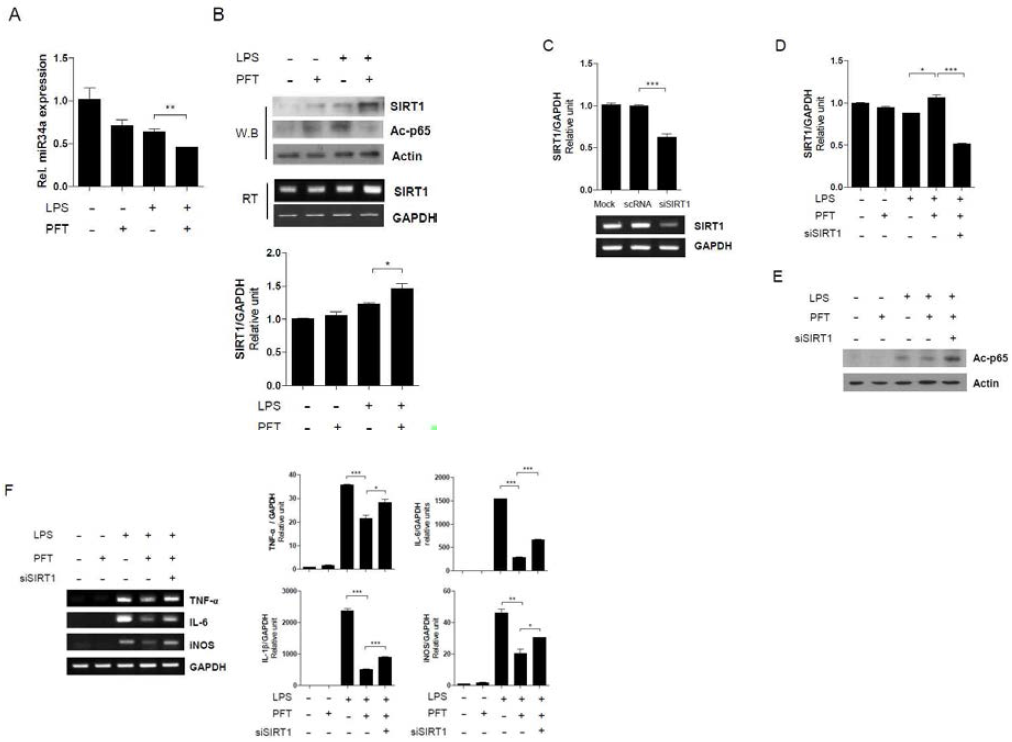 The protective effect of p53 inhibition by PFT is dependent on the miR34a/SIRT1 pathway. RAW264.7 cells were stimulated or not with 1 μg/ml of LPS for 1 hour in the absence or presence of PFT. (A) Expression of miR34a was evaluated by quantitative RT-PCR. Data were normalized to RNU6B. (B) Cell lysates were analyzed by western blotting with Abs against SIRT1, acetylated-p65, or β-actin. SIRT1 mRNA expression was also evaluated by semi- and quantitative RT-PCR. (C-F) After silencing of SIRT1 with siRNA in RAW264.7 cells, mRNA expression of SIRT1(C and D), protein levels of ac-p65 (E), and inflammation (TNF-α, IL-6, iNOS, and IL-1β) (F) were evaluated. The mRNA levels were normalized to GAPDH mRNA levels. Data shown represent the mean ± SEM. (N=3), *P<0.05.**P<0.01,***P<0.001