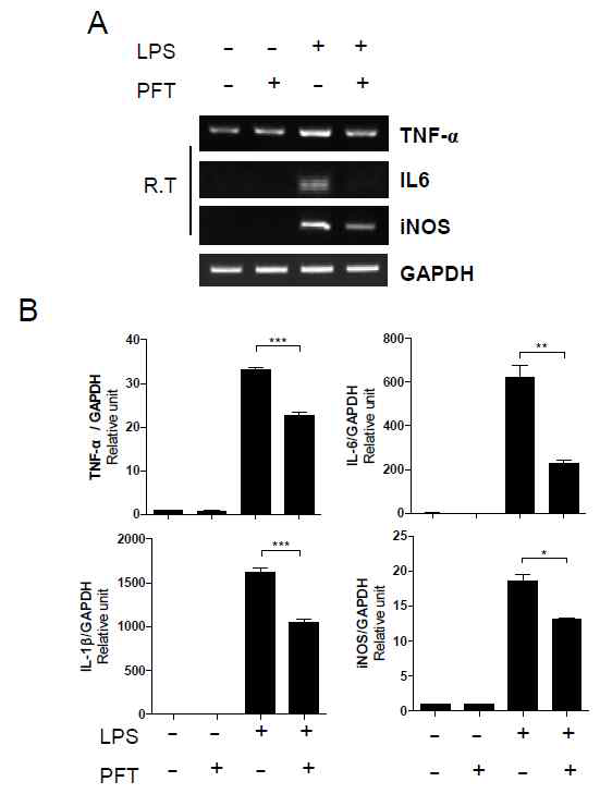 PFT reduces inflammatory response in macrophages. RAW264.7 cells were stimulated or not with 1 μg/ml of LPS for 1 hour in the absence or presence of PFT. The gene expression of TNF-α, IL-6, iNOS, and IL-1β was evaluated by semi- and quantitative RT-PCR. Data were normalized to GAPDH gene expression. Data shown represent the mean ± SEM. (N=3), *P<0.05.**P<0.01,***P<0.001