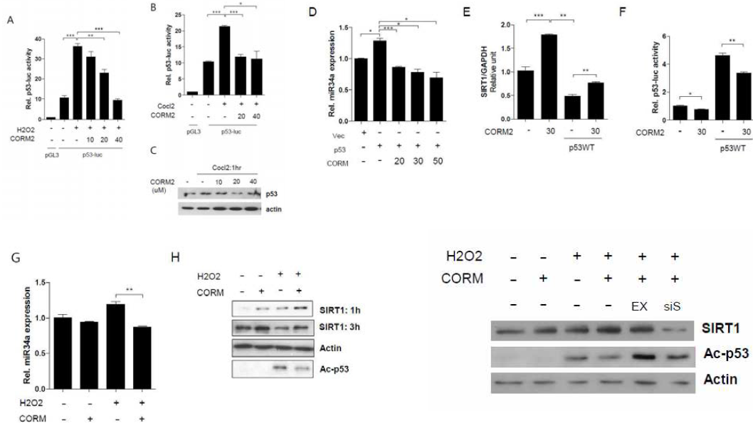 Carbon monoxide reduces p53 level, inhibiting p53-dependent induction of the miR-34a/SIRT1/p53 pathway in hepatocytes. (A and B) AML12 hepatocytes were transfected with p53 responsible element reporter constructs (p53-luc) for 36 hours. Cells were pretreated with CORM in a dose dependent manner and stimulated with 1mM of H2O2 or 250uM of Cocl2. After 6h, luciferase activity was measured. (C) AML12 hepatocytes were pretreated with CORM in a dose dependent manner and stimulated with 250uM of Cocl2. Cell lysates were analyzed by western blotting with Abs against p53 and β-actin. (D-E) AML12 hepatocytes were transfected with p53 expressing plasmid for 36 hrs and treated with 30 μM with treated with CORM2. D, Expression of miR34a was evaluated by quantitative RT-PCR. E, SIRT1 mRNA expression was also evaluated by quantitative RT-PCR. (F) AML12 hepatocytes were co-transfected with p53 responsible element reporter constructs (p53-luc) and p53 expressing plasmids for 36 hours and then treated with CORM2. After 6h, luciferase activity was measured. (G and H) AML12 hepatocytes were preincubated with CORM2 for 1 hour and stimulated with 1mM of H2O2. G, Expression of miR34a was evaluated by quantitative RT-PCR. H, Western blotting of SIRT1, Ac-p53, or β-actin. I. EX527 or siSIRT1 was used as SIRT1 inhibition or SIRT1 knockdown. miR34a expression data were normalized to RNU6B and mRNA expression were normalized to GAPDH mRNA levels. Data shown represent the mean ± SEM. (N=3), *P<0.05.**P<0.01,***P<0.001