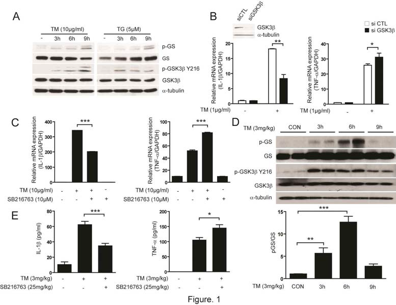 소포체 스트레스로 유도된 GSK3β 활성화는 배양된 대식세포에서 IL-1β과 TNF-α의 메신저 RNA 발현을 조절