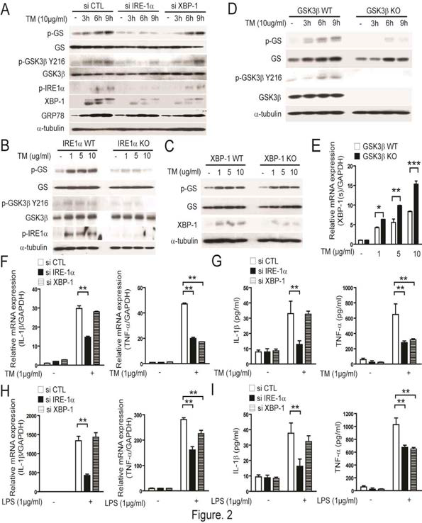 소포체 스트레스로 유도되는 IRE1α의 활성화는 두 개의 다른 downstream 분자인 GSK-3β와 XBP-1을 조절