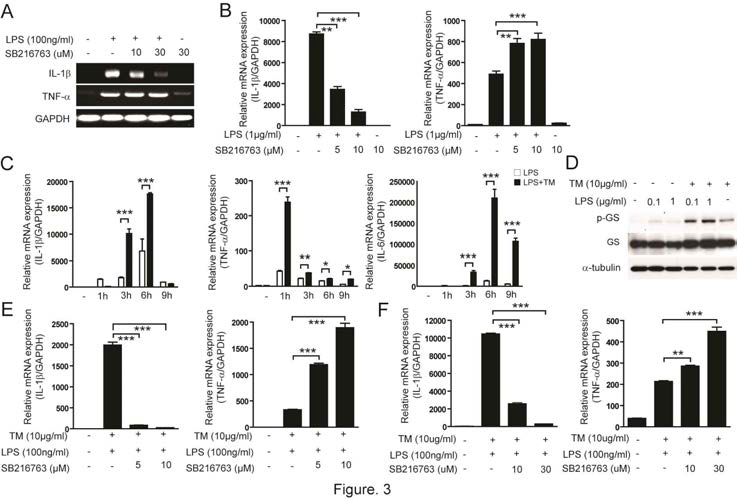 GSK3β 활성화는 소포체 스트레스와 TLR4 신호에 의한 IL-1β와 TNF-α의 전사를 조절