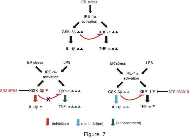 소포체 스트레스 동안 염증성 사이토카인의 조절에서 GSK3β와 XBP-1의 연관된 역할