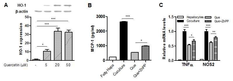 Effect of HO-1 inhibition on quercetin action in cocultures of lipid-laden hepatocytes with macrophages. Raw 264.7 macrophages were cocultured with the lipid-laden hepatocytes for 12h in the presence or absence of quercetin or Znpp. (A) HO-1 protein was measured by western blotting in macrophages. Results are means ± SEM of two experiments with duplicate determinations. *<0.05, ***<0.001 compared with no treatment. (B) MCP-1 production detected by ELISA in cocultured lipid-laden hepatocytes and macrophages. Results are means ± SEM of triplicate samples. *<0.05, ***<0.001 compared with quercetin treatment. (C) M1 macrophage mRNAs in cocultured lipid-laden hepatocytes and macrophages determined by real time-qPCR. Results are means ± SEM of triplicate samples. *<0.05, **<0.01, ***<0.001 compared with quercetin treatment