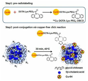 클릭화학을 이용한 키토산 나노입자의 방사성동위원소 표지