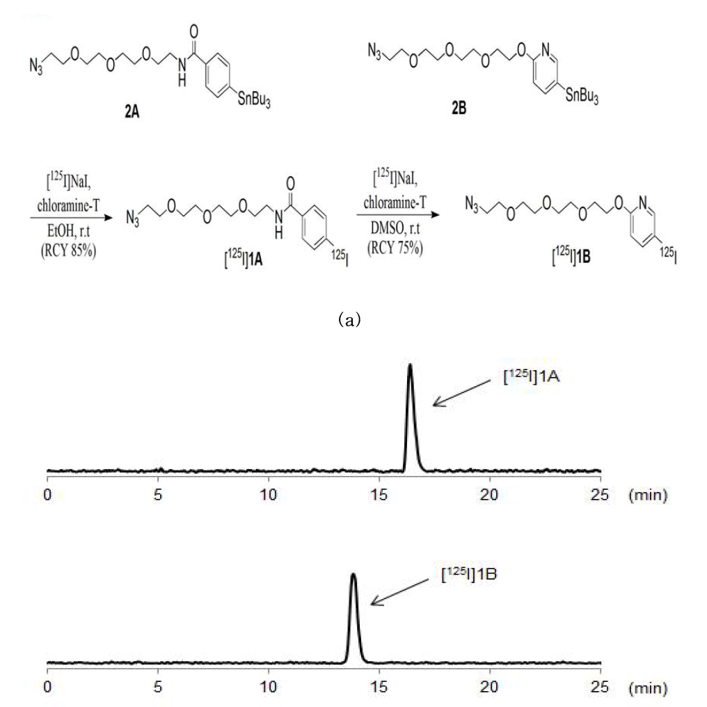 방사성요오드 표지 과정 ([125I]1A, [125I]1B)(a) 및 RI-표지 결과물의 HPLC(b) 분석