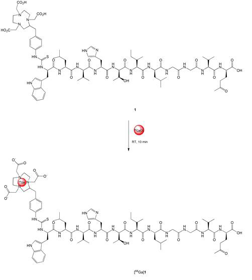 Peptide 유도체(1)의 68Ga 표지 과정