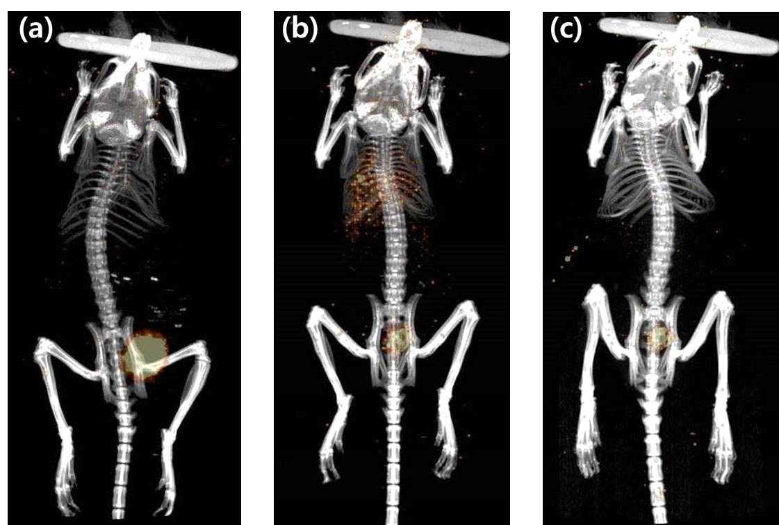 OAA-125I의 SPECT/CT 영상 실험 결과 (2시간 후) (a) Control mouse, (b) 대장염 mouse model, (c) 췌장염 mouse model