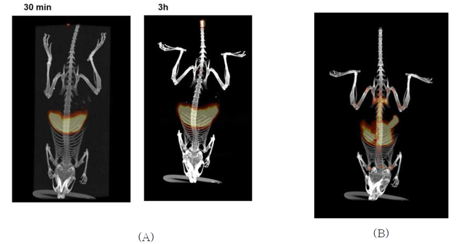 PET image of 89Zr-Oxalate in normal mouse(A) at 0.5 and 3 hr and acute pancreatitis model mouse(B) at 3 hr after I.V injection