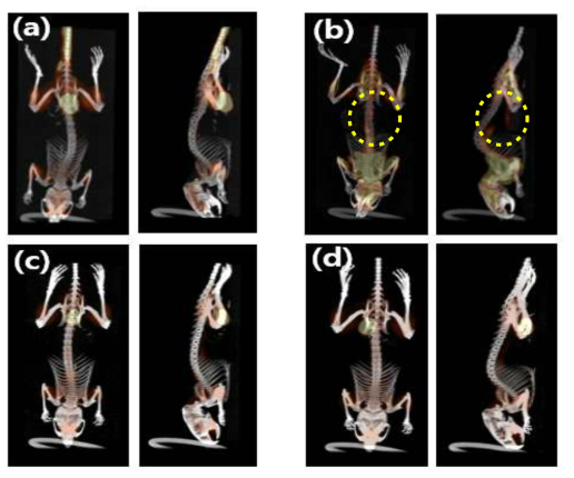 The microPET/CT images were obtained at (a)normal, (b)control, (c)4%DSS+BC, (d)4%DSS+5-ASA after i.v. injection of [18F]FDG