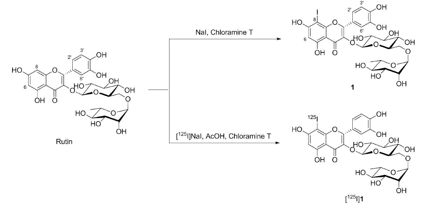 Iodorutin (1)의 합성과 125I를 활용한 rutin ([125I]1)의 표지
