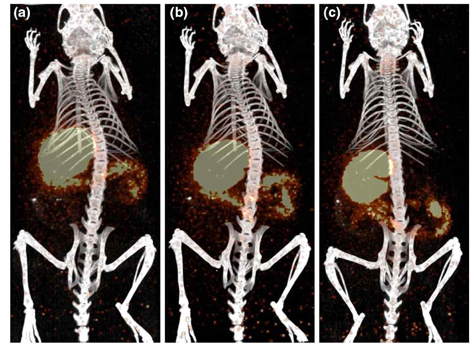 [125I]1의 경구 투여 SPECT/CT 영상. (a) 경구 투여 후 1 시간, (b) 경구 투여 후 2 시간, (c) 경구 투여 후 4 시간