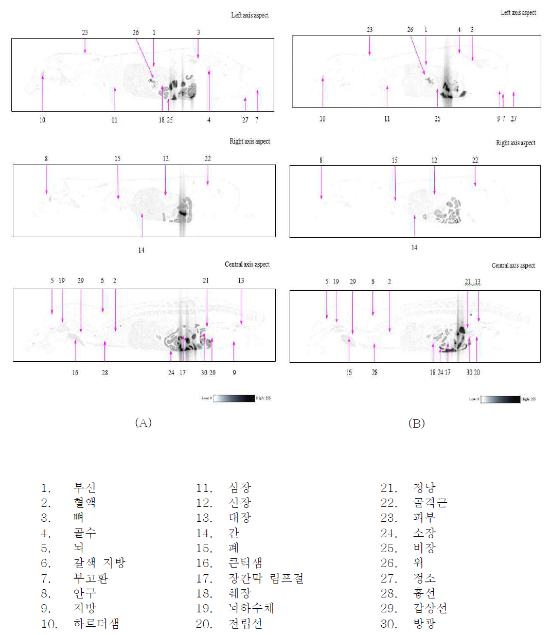 [14C]Oleanolic acid(10 mg/kg)를 실험군(A), 대조군(B)에 경구 투여 4 시간 후의 전신 방사선 사진