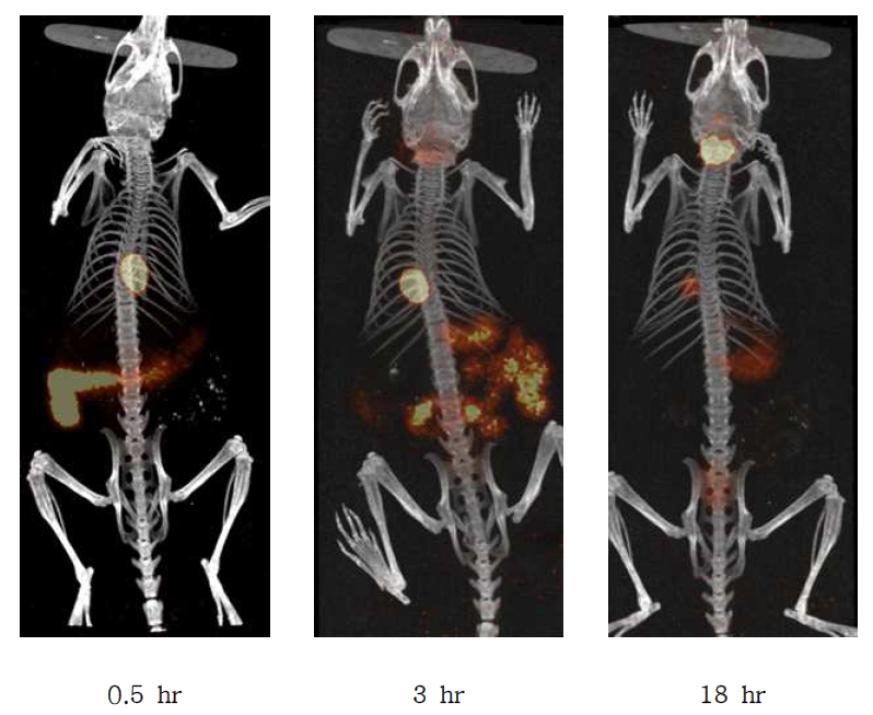 Micro-SPECT/CT images of 123I labeled rutin in the ICR mouse after injection