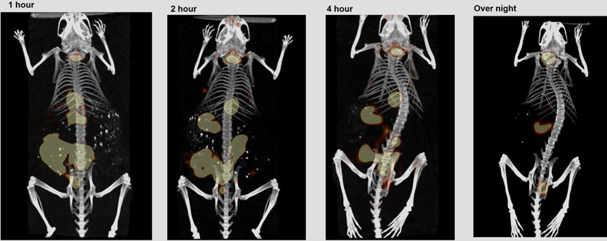 Imaging of 125I-labeled rutin with normal mouse