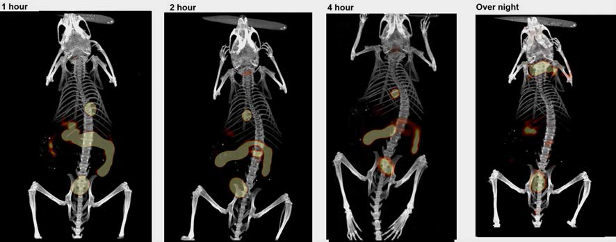 Imaging of 125I-labeled rutin with chronic large intestine inflammation mouse