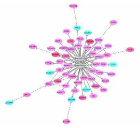 miR-518b의 regulatory network