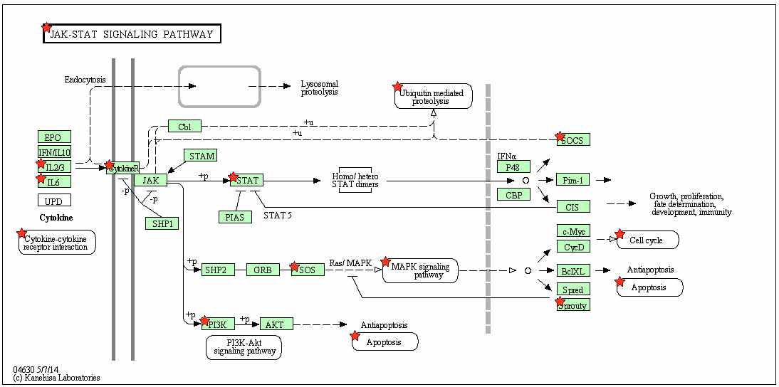 JAK-STAT SIGNALING PATHWAY in KEGG