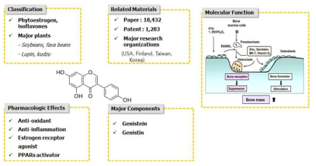 에스트젠 아날로그 Genistein의 골분화에 있어서 분자생물학적 기능