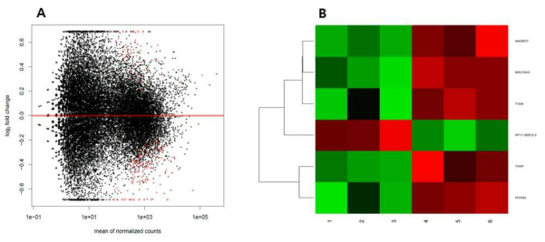 Metformin 처리에 의해 LCL에서 차별 발현된 mRNAs의 MA plot (A)와 heatmap (B)