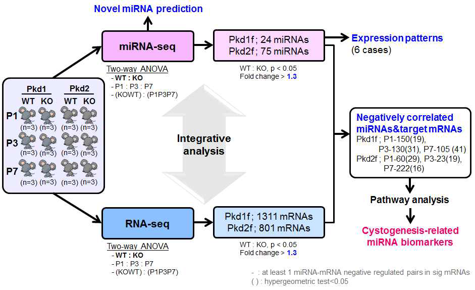 낭포형성에 관여하는 miRNAs 및 타겟 유전자 규명을 위한 연구개요