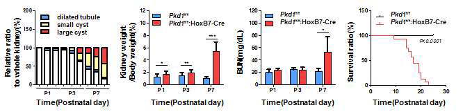 Pkd1 조건마우스의 시기별 낭포 크기별 분포, 신장과 몸무게 비율, 신기능, 생존곡선 측정 그래프