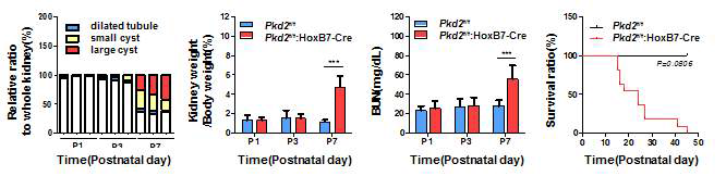 Pkd2 조건마우스의 시기별 낭포 크기별 분포, 신장과 몸무게 비율, 신기능, 생존곡선 측정 그래프