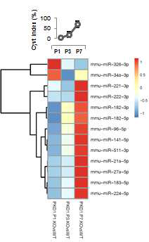 Pkd1 cKO 과 Pkd2 cKO 마우스 모델에서 시기별 발현패턴이 공통적으로 변화하는 13개의 miRNAs를 선별하여 나타낸 heatmap