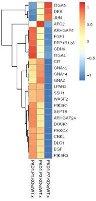 Pkd1과 Pkd2에서 선별된 13개의 공통적인 miRNAs에 의해 조절 가능한 타겟 mRNAs중, actin cytoskeleton pathway에 관여한다고 알려진 mRNAs의 Pkd1 cKO 마우스의 시기별 발현 변화를 나타내는 heatmap