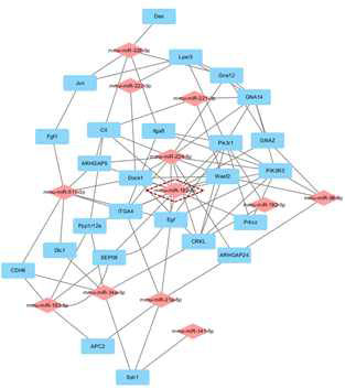 13개의 DEmiRs와 DEmiRs의 타겟 mRNAs중 actin cytoskeleton pathway에 관여한다고 알려진 mRNAs의 통합적인 네트워크