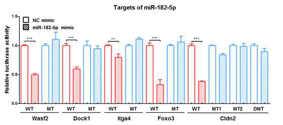 선별된 DEGs (Wasf2, Dock1, Itga4, Foxo3, Cldn2) 유전자의 3‘UTR luciferase activity를 측정한 그래프