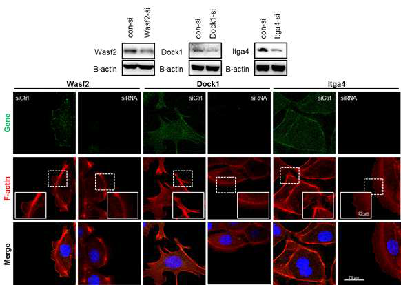 Wasf2, Dock1, Itga4 mRNAs의 발현을 감소시킨 후, 스크래치를 통해 세포의 이동을 촉진시켜주었을 때의 F-actin 구조 변화 관찰
