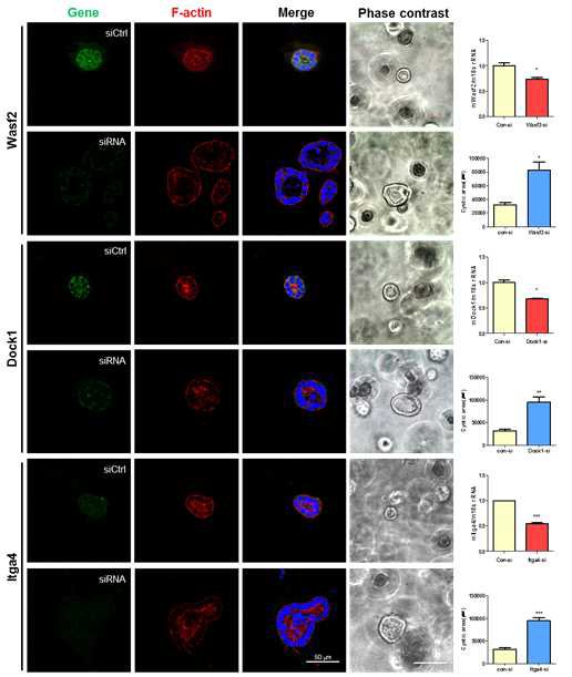 Wasf2, Dock1, Itga4 mRNAs의 발현을 감소시킨 후 3D culture상에서 세포의 낭포형성 과정과 단백질 염색을 통한 F-actin의 구조변화 관찰