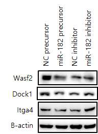 western blotting 을 통한 miR-182-5p의 타겟 유전자들 (Wasf2, Dock1, Itga4)의 단백질 발현량 검증