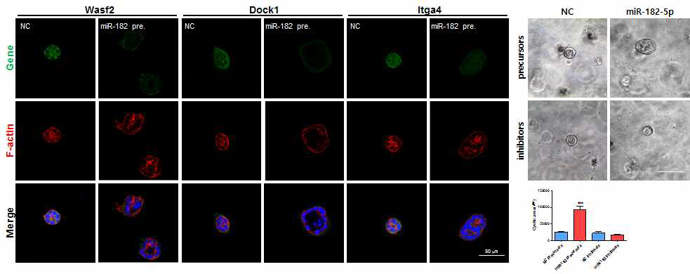 miR-182-5p의 발현 증가 후, 3D culture상에서 낭포형성 촉진 및 F-actin 의 구조변화 확인