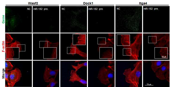 miR-182-5p의 발현량 증가에 의한 타겟 유전자들의 단백질 발현량 확인 및 F-actin 구조 변화 검증