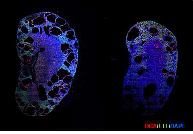 렌티 바이러스 파티클을 주입한 후, 신장 튜블마커로 염색한 모습. 좌: control 렌티바이러스, 우: miR-182-5p억제 렌티바이러스 주입 마우스