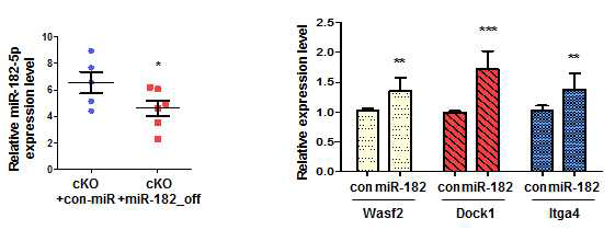 렌티 바이러스를 주입한 마우스의 신장에서 확인한 miR-182-5p의 발현과 miR-182-5p의 타겟 유전자의 발현 정도를 비교한 그래프