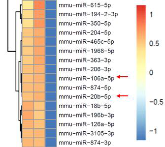 Pkd2 cKO마우스 모델에서 특이적인 발현의 변화를 갖는 miRNA를 시기적으로 나누어 나타낸 heatmap