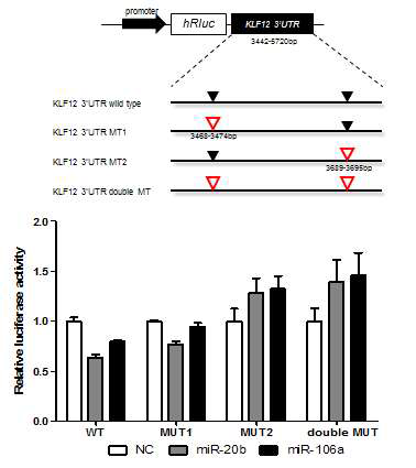 mmu-miR-20b-5p와 mmu-miR-106-5p의 타겟 유전자 Klf12의 3’UTR luciferase assay 결과
