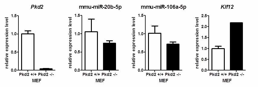 Pkd2 KO MEF에서의 miR-20b, mir-106a, Klf12의 basal 레벨 검증