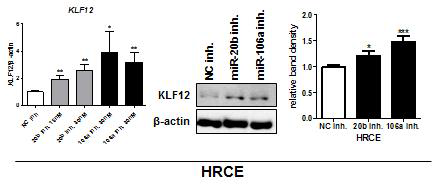 miR-20b-5p, 106a-5p를 증가시켜 주었을 때, 정상 세포주 (HRCE)에서의 real-time qRT-PCR을 통한 KLF12 mRNA 발현 및 Western Blotting을 통한 KLF12 단백질 발현량 검증