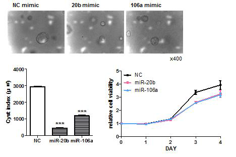 miR-20b-5p, 106a-5p의 발현 증가 후, 3D culture상에서 낭포형성 억제와 cell viability assay를 통한 세포 증식 억제 효과 확인