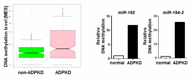 non-ADPKD와 ADPKD의 전체 메틸화 정도의 변화(좌)와 miR-192, miR-194의 gene body 부위의 메틸화 정도(우)