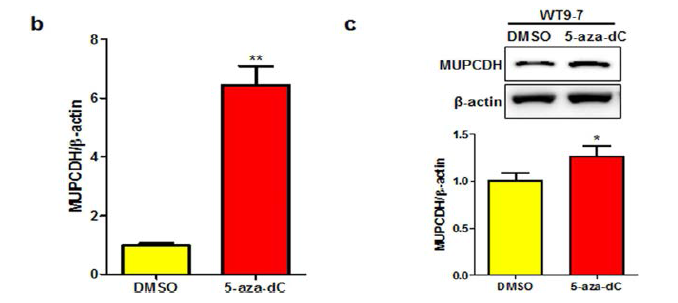 메틸화저해제를 처리 한 후, qRT-PCR을 통해 분석한 MUPCDH유전자의 발현정도(b)와 WB으로 확인한 단백질의 발현 정도(c)