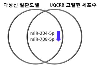 다낭신 질환 모델인 PKD1 조건마우스와 UQCRB 고발현 세포주에서 공통적으로 저발현된 miRNAs 통합분석. miR-204-5p와 miR-708-5p