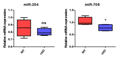 Pkd1 cKO 마우스의 신장조직에서 miR-204-5p 및 miR-708-5p의 발현 검증