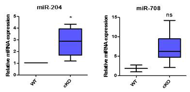 Pkd1 결함된 MEF(mouse embryonic fibroblast, 마우스 배아섬유아세포) 세포에서의 miR-204-5p 및 miR-708-5p의 발현 검증